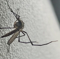 Psorophora longipalpus