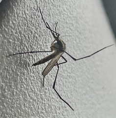 Psorophora longipalpus