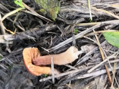 Fungi