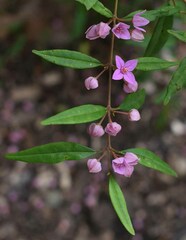 Boronia keysii