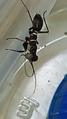 Mantoida