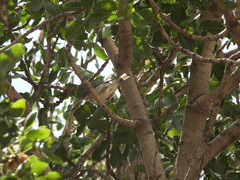Curruca crassirostris