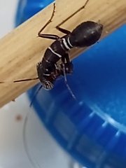 Mantoida