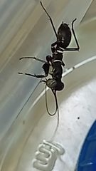 Mantoida