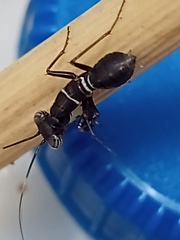Mantoida