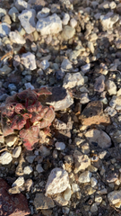 Proboscidea althaeifolia