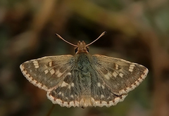 Muschampia proteides