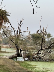 Mycteria leucocephala