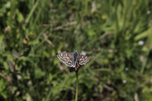 Muschampia tersa · iNaturalist
