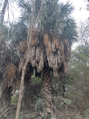 Sabal mexicana