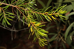 Persoonia virgata