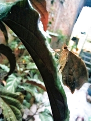 Lepidoptera