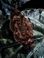 Lepidoptera