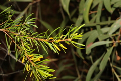 Persoonia virgata