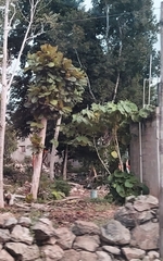 Cecropia peltata