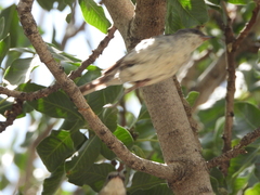 Curruca crassirostris
