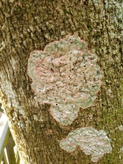 Herpothallon rubrocinctum