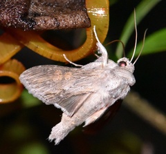 Cucullia dracunculi