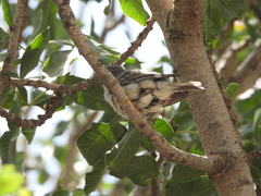 Curruca crassirostris