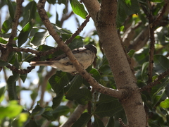 Curruca crassirostris