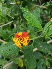 Lantana horrida