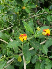 Lantana horrida