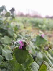 Lamium purpureum