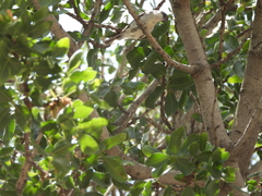 Curruca crassirostris