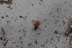 Cryptocheilus bicolor