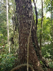 Anadenanthera colubrina