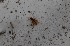 Cryptocheilus bicolor