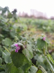 Lamium purpureum