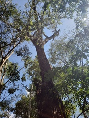 Anadenanthera colubrina