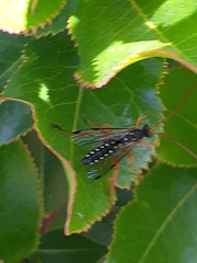 Echthromorpha intricatoria