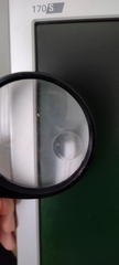 Theridiidae