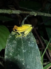 Dendropsophus rhodopeplus