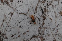 Cryptocheilus bicolor