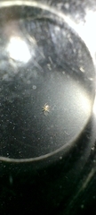 Theridiidae