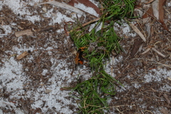 Cryptocheilus bicolor