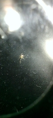Theridiidae