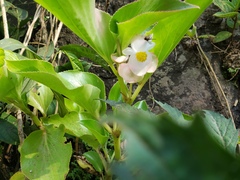 Begonia