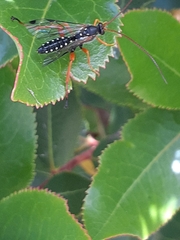 Echthromorpha intricatoria