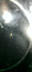 Theridiidae