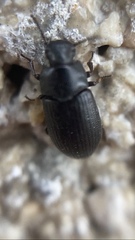 Tenebrioninae