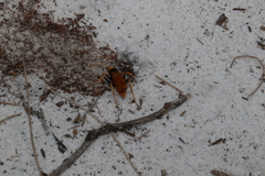 Cryptocheilus bicolor