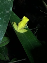 Dendropsophus rhodopeplus