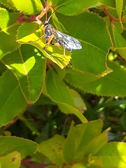 Echthromorpha intricatoria