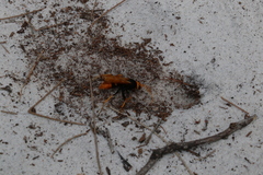 Cryptocheilus bicolor