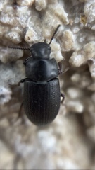 Tenebrioninae