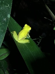 Dendropsophus rhodopeplus